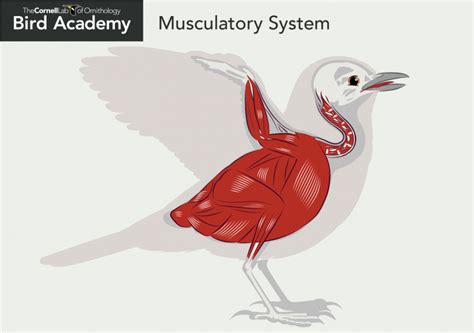 Bird Muscular System