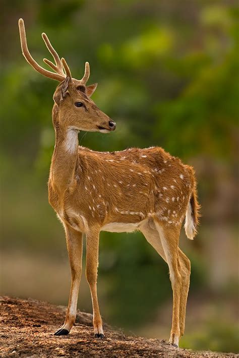 Wildlife photography - Sambar Deer of India. | Deer photography, Deer ...