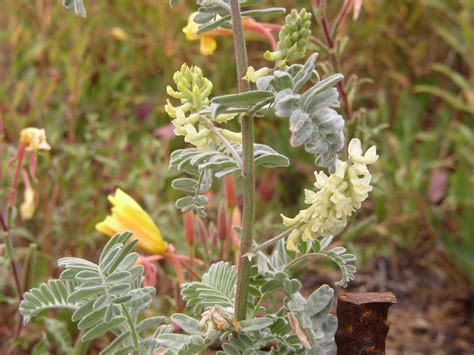 Rare Plants: Astragalus pycnostachyus var. lanosissimus (CNPS-CI)