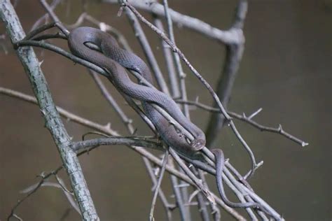 11 Types of Water Snakes in Texas (Pictures) - Wildlife Informer