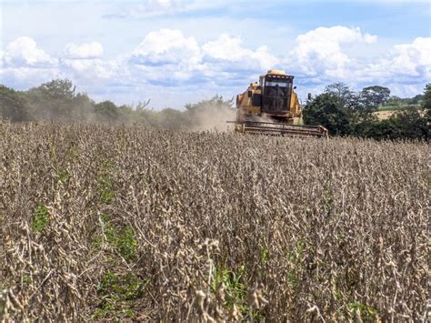 Soybean harvesting editorial stock image. Image of agriculture - 114633129