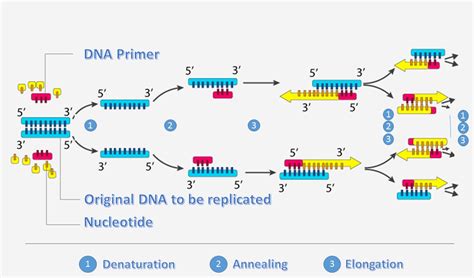 Conventional PCR, One-step RT PCR or Two-step real-time RT PCR: Which one is the best option ...