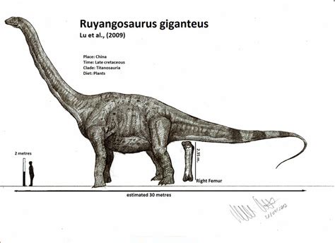 Bruhathkayosaurus Fossils