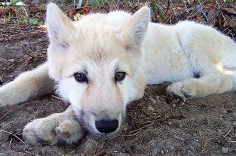 Wolf puppies! - Wolves Photo (27971274) - Fanpop