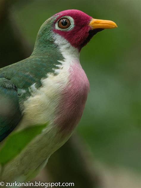 Zul Ya - Birds of Peninsular Malaysia: Jambu fruit Dove - Lifer