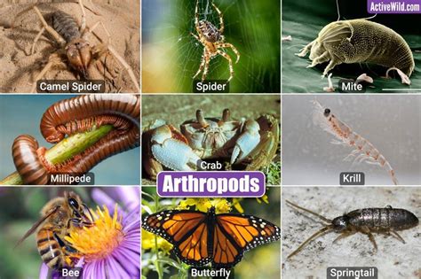 Invertebrates Examples With Pictures & Interesting Facts | Environment.org