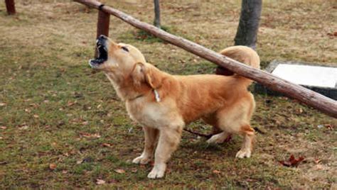 Aggressiveness in Golden Retrievers | Golden Retrievers Training