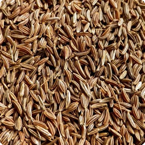 Caraway Seeds - Arterner - Heirloom Untreated NON-GMO From Canada