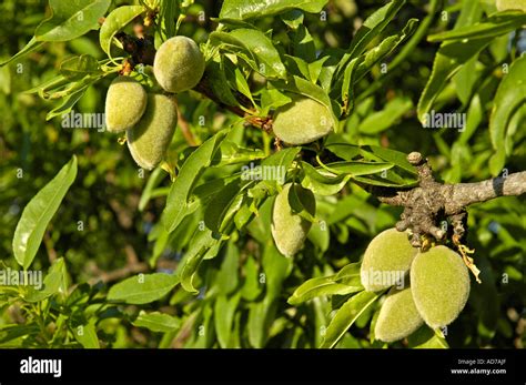 Green almonds, fruit on an almond tree, Costa Blanca, Spain Stock Photo - Alamy