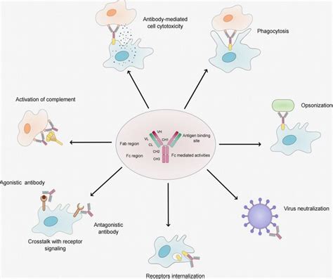 Overview of the natural function of antibodies; [16]. | Download Scientific Diagram