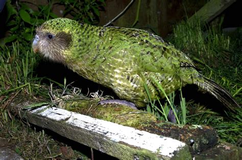 Kakapo Bird : Biological Science Picture Directory – Pulpbits.net