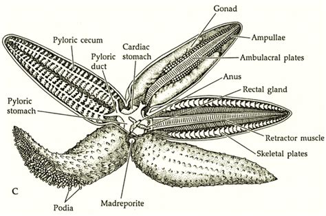 Star Fish-Asteroidea - Digestive System of Different Phylum's