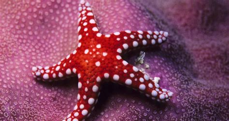 Starfish are Back on the West Coast - Health Thoroughfare