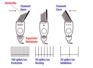 hair cell kinocilium | Epomedicine