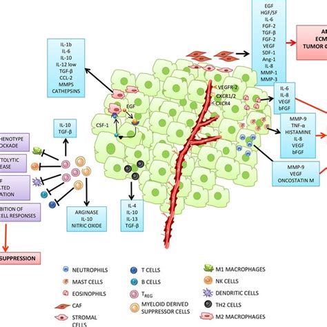 (PDF) Cancer associated fibroblasts in hematological malignancies