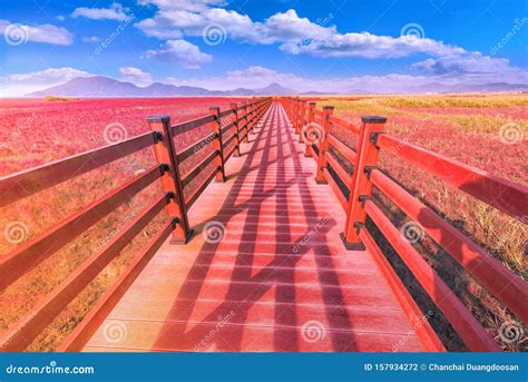 Wood Bridge and Red Bay at Suncheon Bay Ecological Park Stock Photo - Image of cloud, walk ...