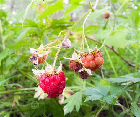 Raspberry On Bush Branch Harvesting Juicy Photo Background And Picture For Free Download - Pngtree