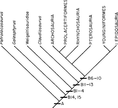 Figure 4 from Classification and phylogeny of the diapsid reptiles ...