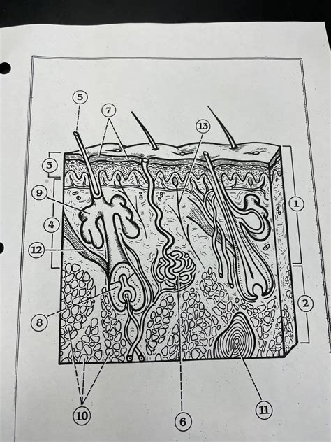 Skin - Anatomy Diagram | Quizlet