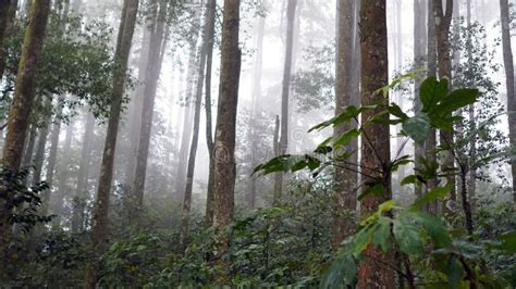 Fog in the Forest. Misty Morning with Fog in the Woods. Trees Nature ...