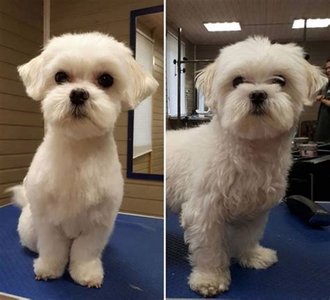 30 Best Maltese Haircuts for Dog Lovers