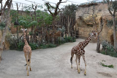 Zoo Zürich | Zooschweiz / Zoosuisse