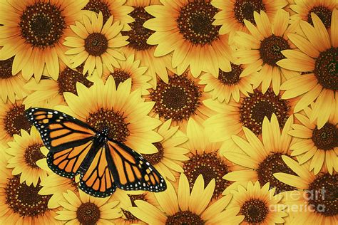 Monarch butterfly on beautiful wild sunflower blossom background ...