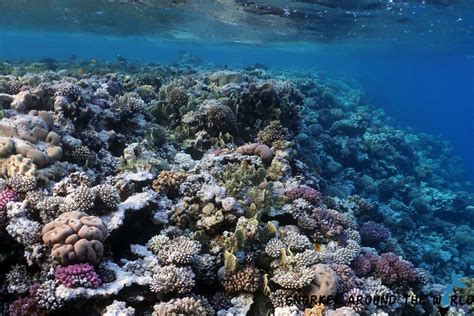 Red Sea Coral Reef Facts – Interesting Things To Know