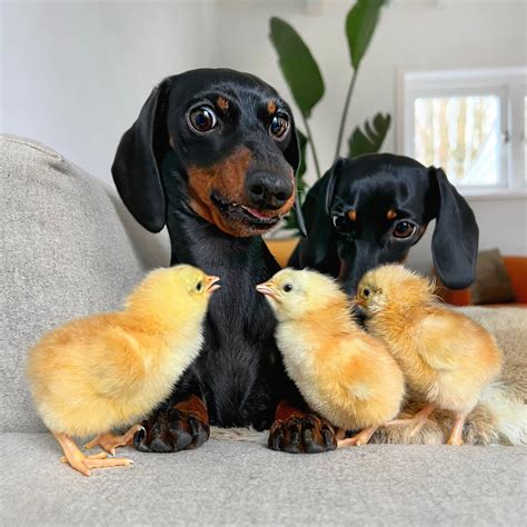 Divertida reacción de perro salchicha tras ser mordido en la lengua por un pollito: ¡No tiene ...