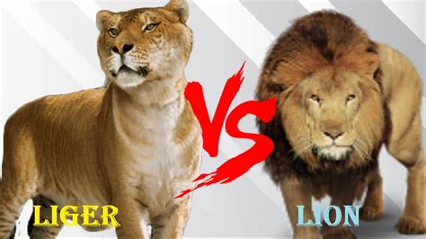 Liger VS Lion - Barbary Lion VS Liger Who Will Win - YouTube