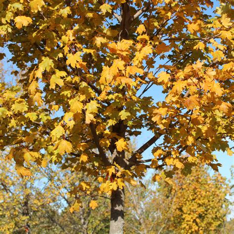 Acer platanoides ‘Pond’ | Emerald Lustre Norway Maple - Doty Nurseries