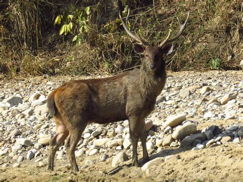 ANIMALS FOUND IN RAJAJI NATIONAL PARK | RAJAJI NATIONAL PARK