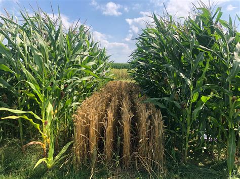 Maize photosynthesis in intercropping: connecting leaf traits to crop performance - WUR