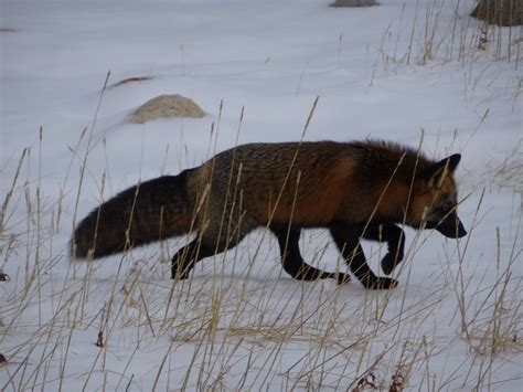 Subarctic Wildlife Beyond the Polar Bear - Active Boomer Adventures