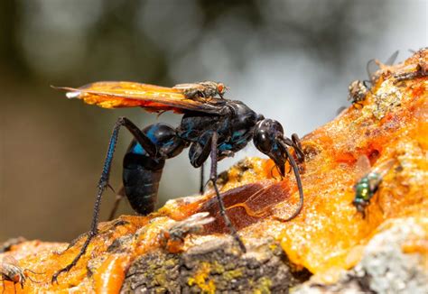 Tarantula Hawk Wasp Has the 2nd Most Painful Bug Sting in the World–but Tarantulas Get It Worse