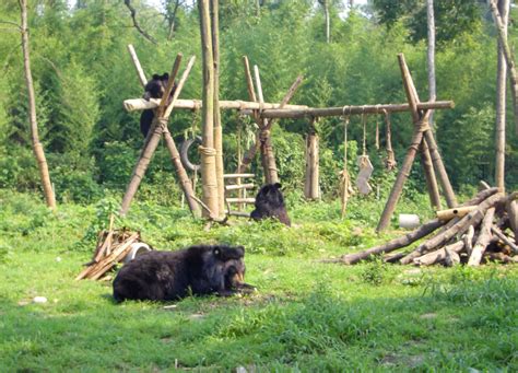 A Visit To The Animals Asia Moon Bear Sanctuary In Chengdu, China