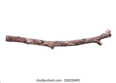 Single Dry Tree Branch Isolated On Stock Photo 100220495 | Shutterstock