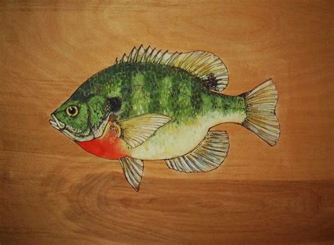 bluegill painting - Google zoeken | Fish art, Watercolor fish, Fish print