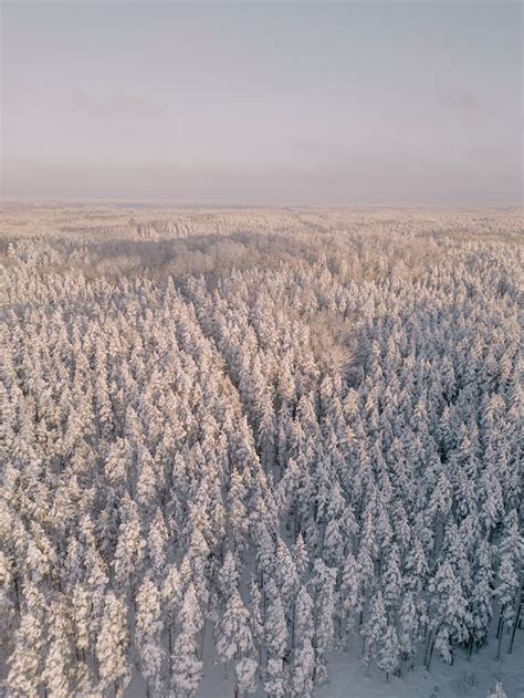 Winter Landscape with Forest · Free Stock Photo