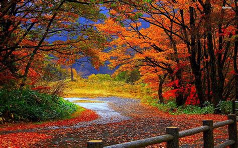 Autumn Forest Road 4561 Themes [] for your , Mobile & Tablet. Explore ...