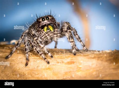 Spider fangs hi-res stock photography and images - Alamy
