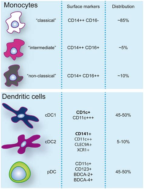 Frontiers | Human Dendritic Cell Functional Specialization in Steady ...