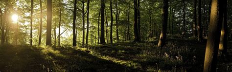 Panoramic Forest Wallpapers - Top Free Panoramic Forest Backgrounds ...