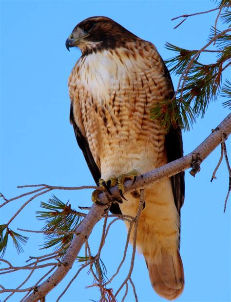 Geotripper's California Birds: Red-tailed Hawk on the Tuolumne River (And Yosemite, too)