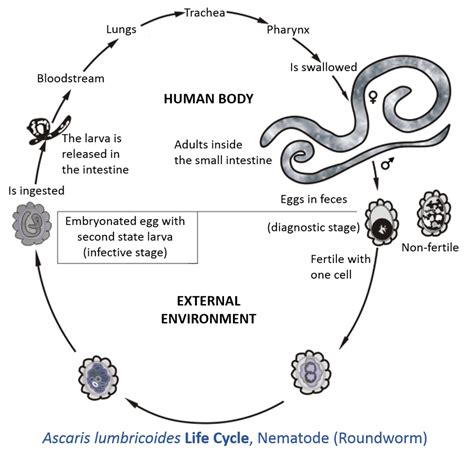 Ascaris Lumbricoides worm encountered in the stomach - Endoscopy Campus