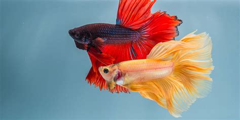 10 Best Betta Fish Tank Mates | BeChewy