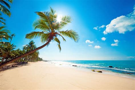 Wallpaper Palm Tree on Beach Shore During Daytime, Background - Download Free Image