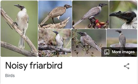 Species of Birds Named By People Who Clearly Hate Birds is a Thing and ...