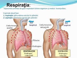 Fiziologia sistemului respirator | PPT