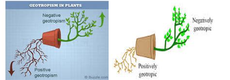 Geotropism - Biology bibliographies - Cite This For Me